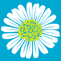 Custom two-color daisy. Customized t-shirt.