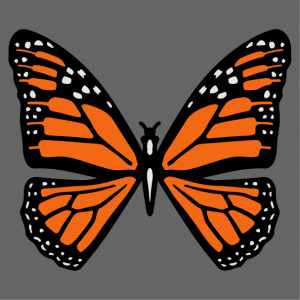 Orange and black butterfly to be printed online on t-shirt or bag. Customize the design and create an original monarch butterfly item.