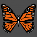 Orange black and white butterfly to personalize online.