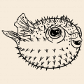 Fugu fish to print on t-shirt. Customize a t-shirt puffer fish, sea and ocean design.